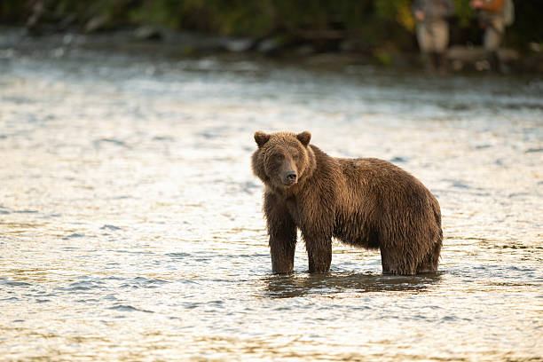 istock Alaskan brown bear searching for salmon in Brooks River at sunrise 2250213616
