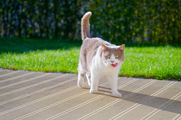 British shorthair cat with raised tail standing on sunlit deck and looking at the camera