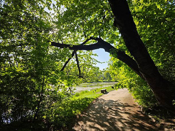 Pathway by the lake of Starnberg in Germany on a summer day