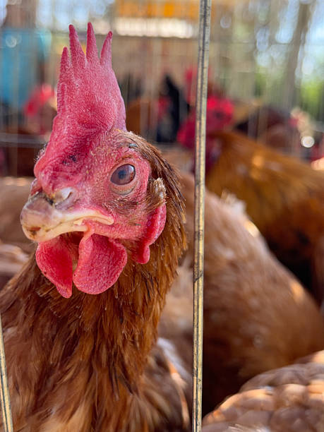 istock Curious Brown Hen Inside a Farm Coop 2250219762