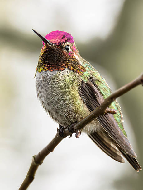 istock Colorful Hummingbird Perched On Branch With Iridescent Feathers And Pink Head 2250220882