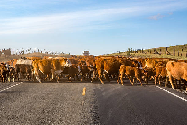 istock Do NOT step out of your vehicle! 2250221068