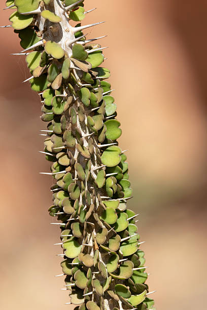 istock Alluaudia ascendens, a succulent endemic to Madagascar. 2250221271