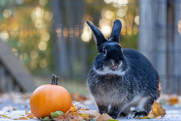 Rabbit on deck fall scene with pumpkin Autumn leaves and golden bokeh.  Fall Autumn scene with adorable house bunny rabbit.