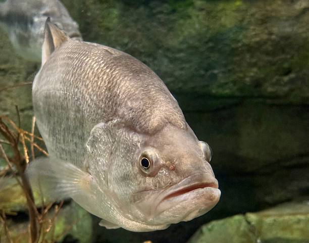 istock Smallmouth Bass 2250224257