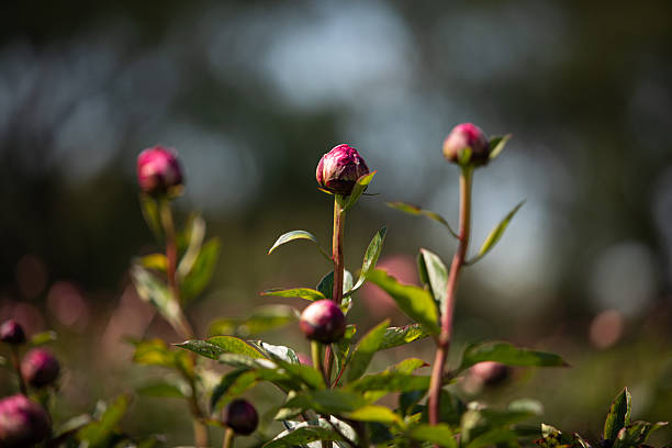 Beautiful flower of paeonia plant