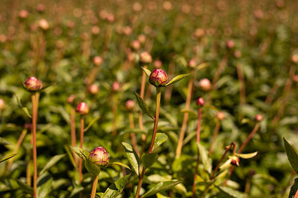 Red and pink flowers in nature. A plant native to Turkey, peony, scientific name; Paeonia turcica.