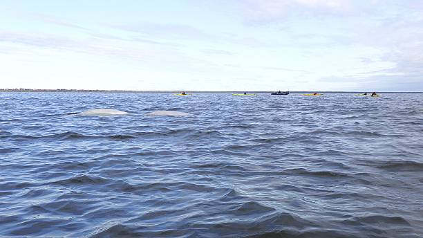 Immature beluga whales (gray) swim by kayakers and boaters at the mouth of the Churchill River at Hudson Bay, Manitoba.