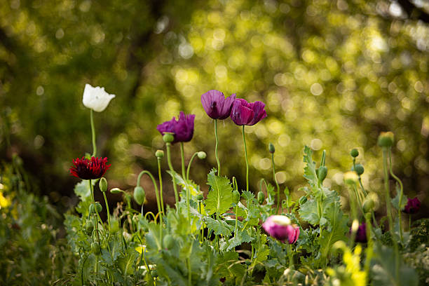 Purple poppy flower on a background of various greens. Soft focus and copy space.