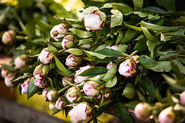 Bouquet of freshly harvested peonies in a cold storage chamber for preservation - Buenos Aires - Argentina