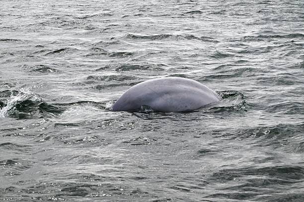 Cachalot sperm whale is chasing group of small school of fish school side view 3d rendering