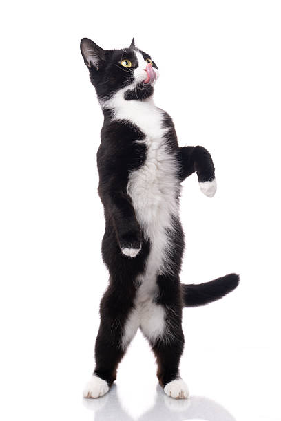 Tuxedo cat rearing up and standing on its hind legs, studio shot against a white background. The cat is hungry, looking up and licking its mouth with its tongue.