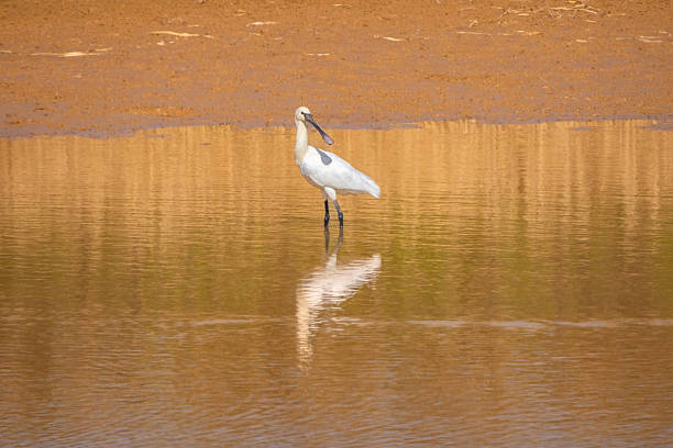 The Eurasian spoonbill (Platalea leucorodia), or common spoonbill, is a wading bird of the ibis and spoonbill family Threskiornithidae, native to Europe, Africa and Asia. The species is partially migratory with the more northerly breeding populations mostly migrating south for the winter.