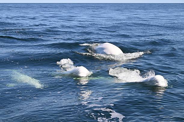 Four Beluga whales swim at the mouth of Churchill River at Hudson Bay, Manitoba.