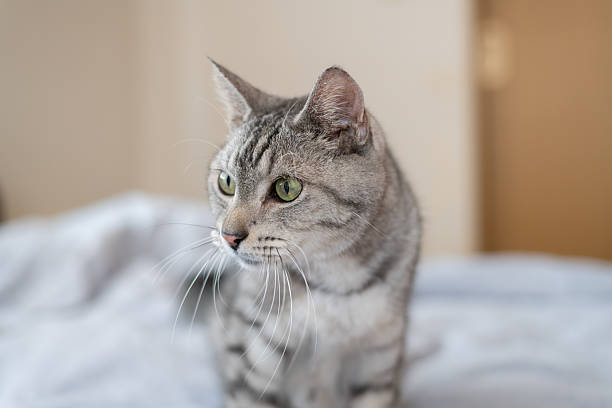 istock A cute cat gazing from a high place 2250227188