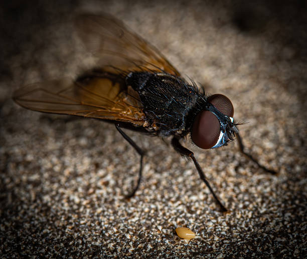 a small beetle crawls across the beach