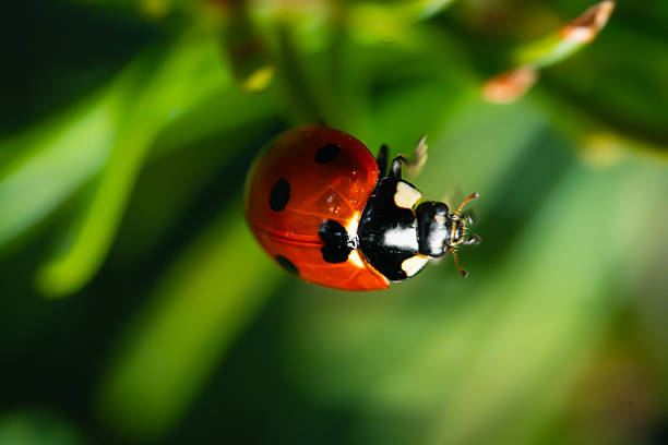 istock Close-up of a ladybug perched on a green plant stem 2250228364