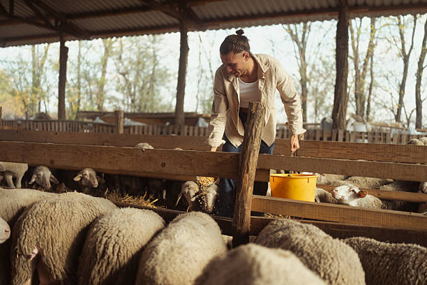Male farmer in a barn, actively distributing food to his sheep from a yellow bucket