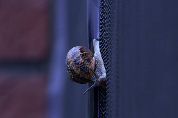 A snail is slowly climbing a rough surface, showcasing its movement in a peaceful outdoor environment.