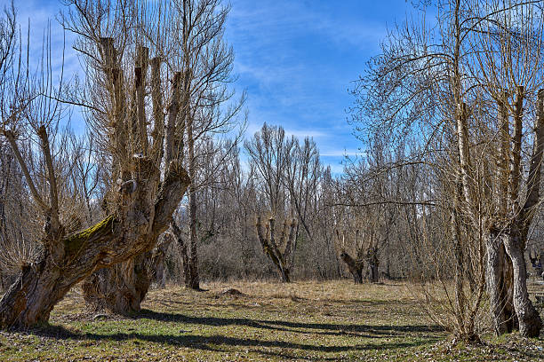 istock Pollard willows in winter meadow with blue sky El Boalo 2250229900