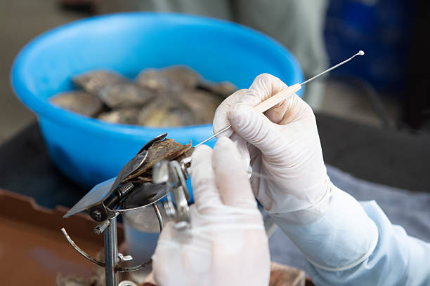 istock Oyster pearl cultivation. 2250234126
