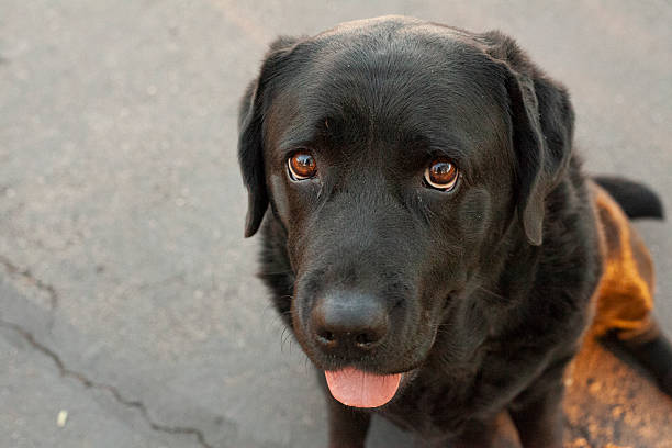 istock Beautiful, black Labrador retriever puppy 2250234242