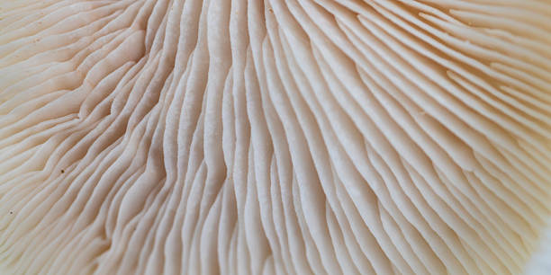 istock Delicate white fungi undercap structure detail 2250234975