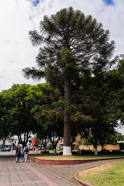 A young couple walks along a paved path in a green plaza, dominated by a massive ancient Araucaria tree (Monkey Puzzle tree). This scene captures the relaxed atmosphere and unique native flora of a destination in Southern Chile.