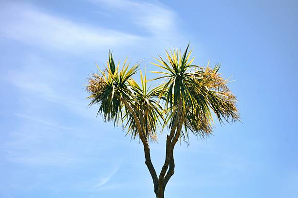 A Ti Kouka or  New Zealand Cabbage Tree against clear sky.