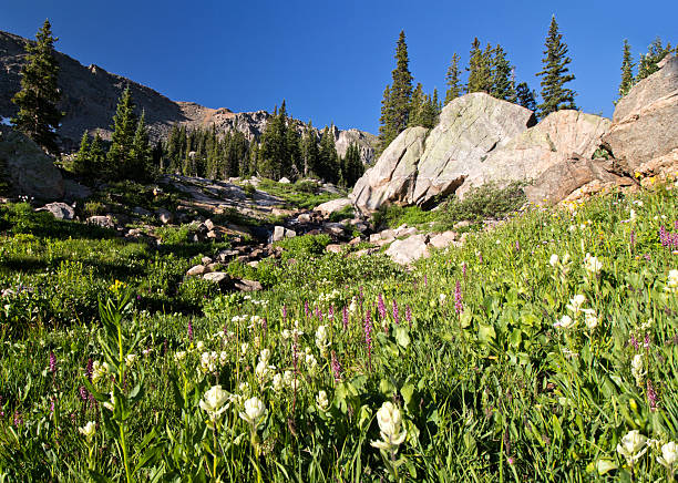 Wild flowers along the summer stream