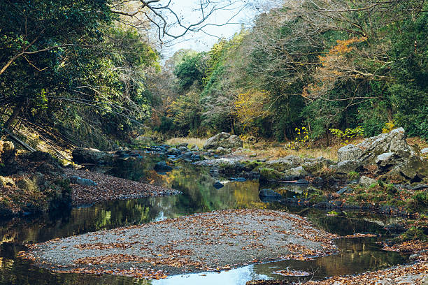 A peaceful river flowing through a forest during late autumn, with scattered fallen leaves and natural rock formations. The calm water and soft seasonal colors create a serene outdoor atmosphere. Ideal for themes such as nature, travel, environment, relaxation, and seasonal landscapes.