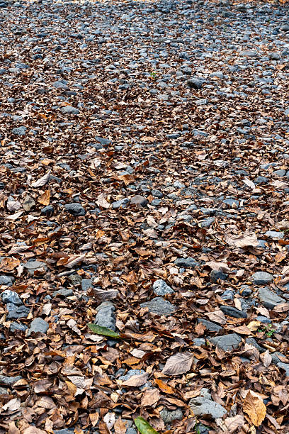 A detailed texture of fallen autumn leaves scattered across forest ground with visible stones. The natural pattern and earthy colors make it suitable as a seasonal background, nature texture, or environmental themed design material.