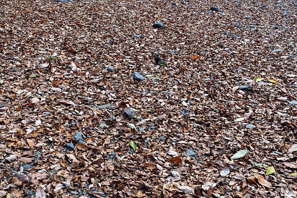 A detailed texture of fallen autumn leaves scattered across forest ground with visible stones. The natural pattern and earthy colors make it suitable as a seasonal background, nature texture, or environmental themed design material.