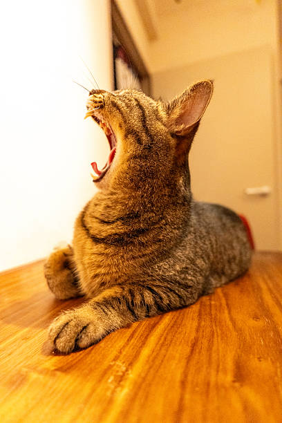 istock Yawning Tabby Cat Relaxing Indoors on Wooden Table 2250245550