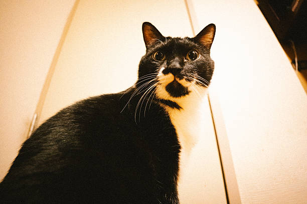 A close-up indoor portrait of a black and white tuxedo cat lying on the floor. The cat gazes directly at the camera with bright, expressive eyes. Suitable for themes related to pets, home life, animal behavior, and adorable feline expressions.