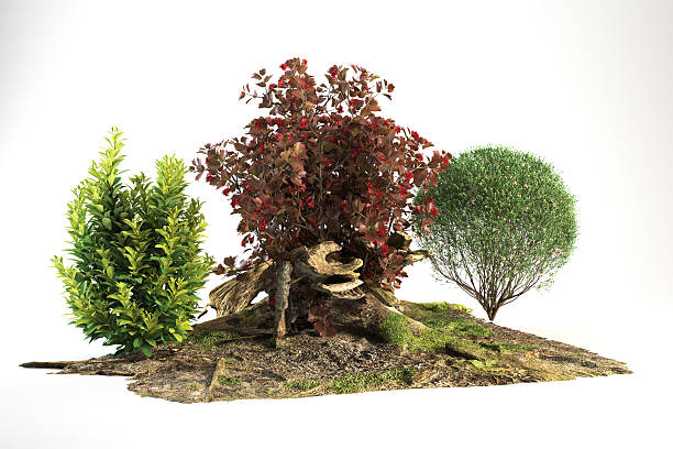 Three plants with roots on dirt. Suitable for gardening, agriculture, nature, conservation, and environmental themes in designs, projects, or publications.