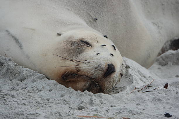 istock Female sealion head with flies 2250245924