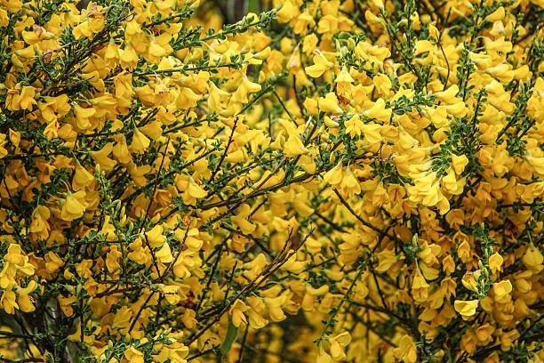 istock Yellow broom flowers 2250247541