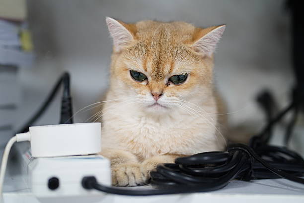 istock Cat resting among cables and gadgets, showcasing an adorable and serious expression in a modern and cozy indoor setting, perfect for tech and pet themes 2250249385