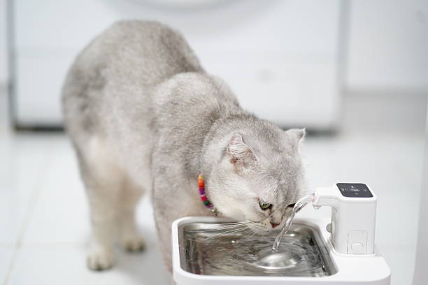 istock Adorable Silver Cat Drinking Water from Pet Fountain in Bright Home Environment with Soft Focus Background 2250249397