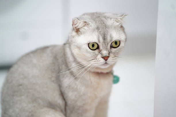 Cute cat sitting on the floor in living room at home.