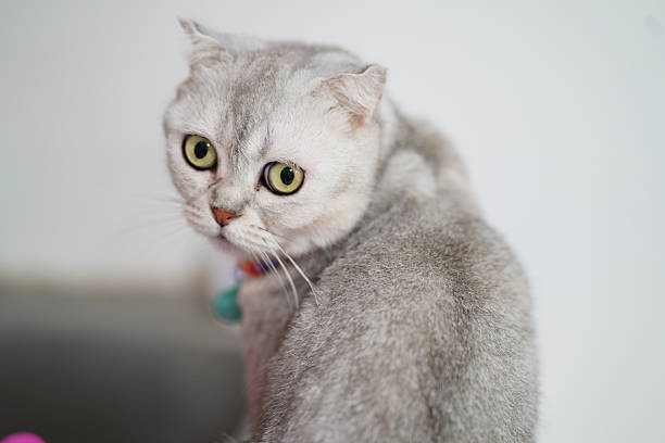 This captivating image features a silver cat with distinct round facial features and large green eyes, exuding curiosity while looking back against a softly blurred background.