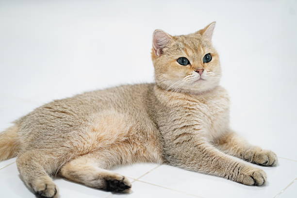 istock Cute and Fluffy Cat Lying Comfortably on a Bright White Floor with a Calm Expression and Beautiful Blue Eyes Capturing Adorable Pet Moments 2250249913