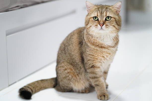 istock Adorable tabby cat with striking green eyes sitting gracefully on a clean white floor, showcasing its soft fur and curious demeanor in a cozy home setting 2250250069