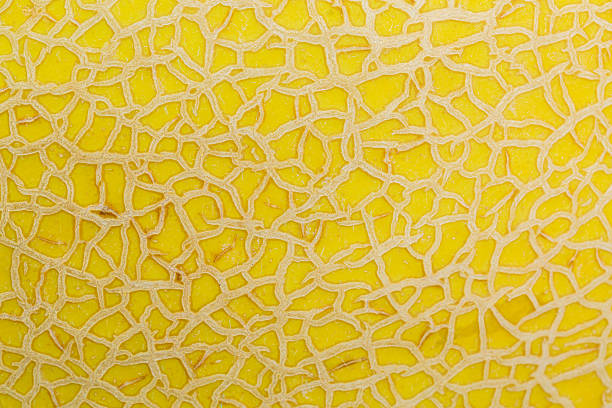 Macro cantaloupe peel texture,Close up texture of melon skin.