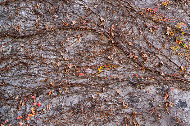 istock ivy on the wall in late autumn 2250253643