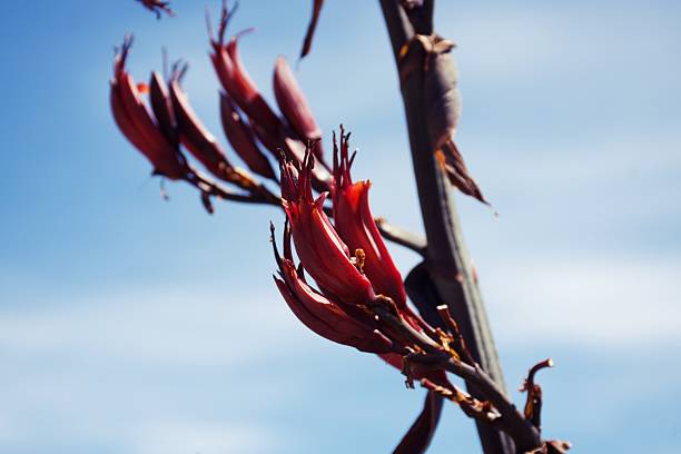 A beautiful red Harakeke flower in blooms in springtime. Also known as New Zealand Flax or Phormium.