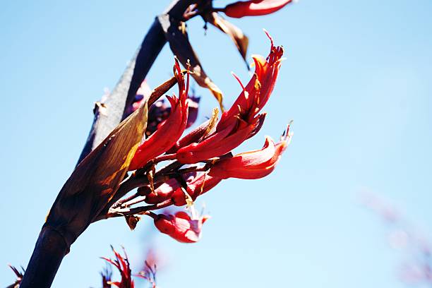 A beautiful red Harakeke flower in blooms in springtime. Also known as New Zealand Flax or Phormium.