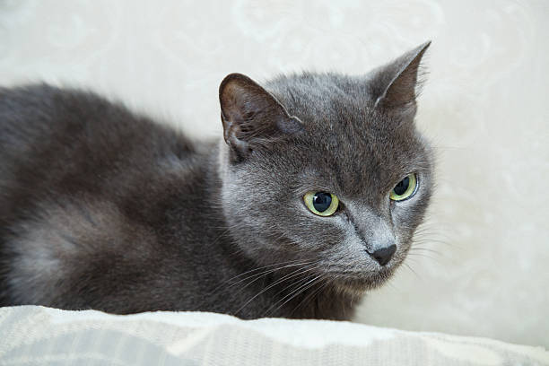 istock Beautiful pet cat with beautiful eyes 2250256667