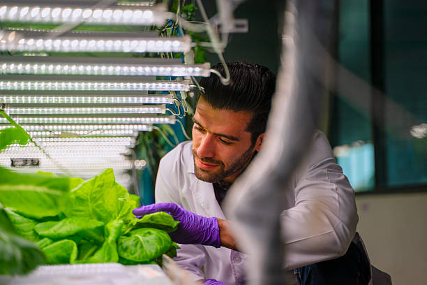 istock Scientist is working at vegetable production greenhouse. 2250260908